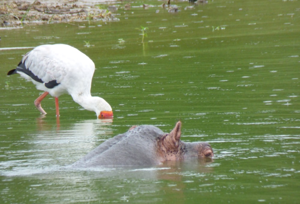 Bootssafari auf dem Kazingakanal und zu Land im 