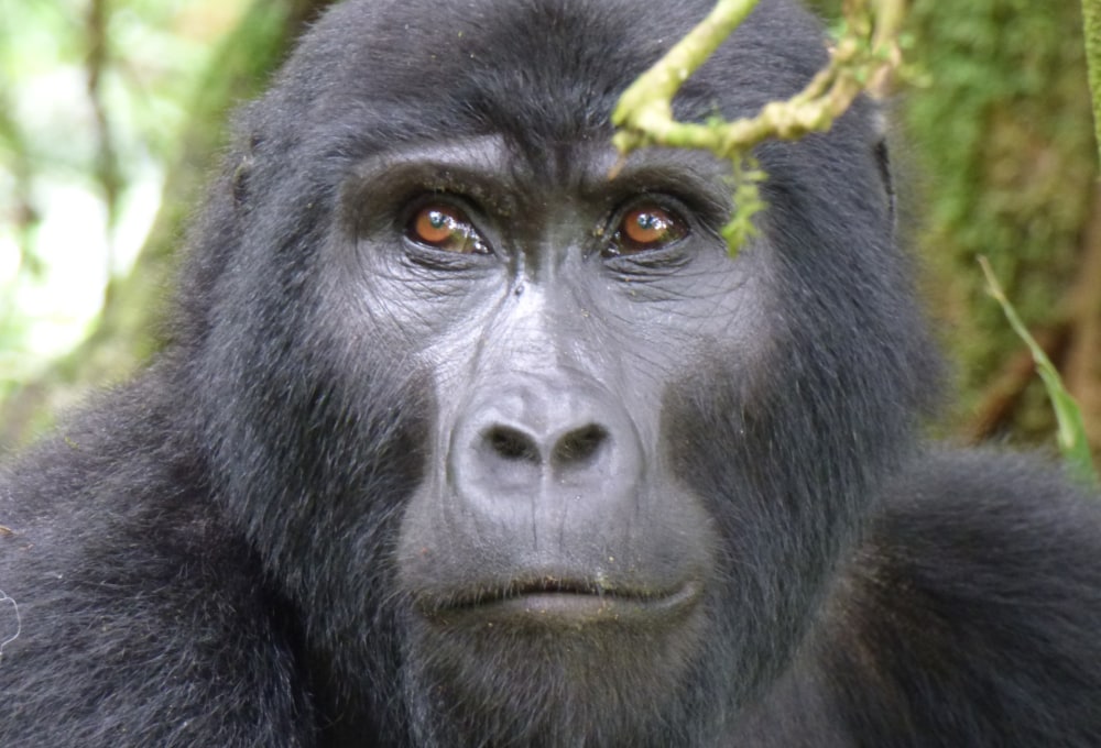 Berggorilla Tracking - zu Besuch bei den sanften Riesen