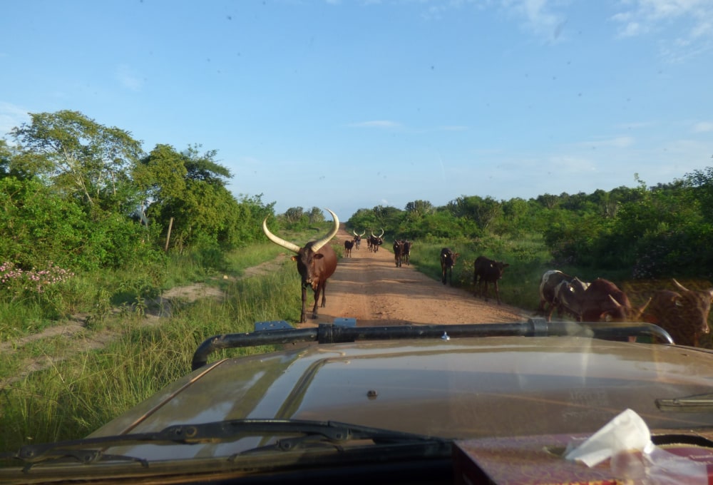 Fahrt zum Kibale Forest Nationalpark