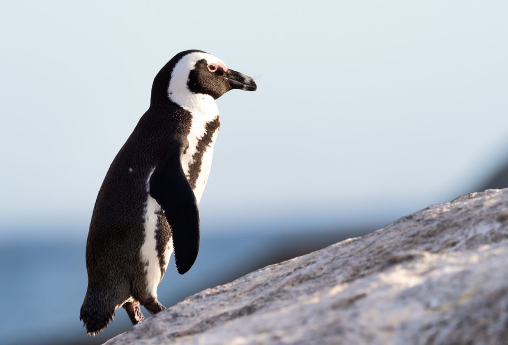 Kap der guten Hoffnung und die Pinguine vom Boulders Beach