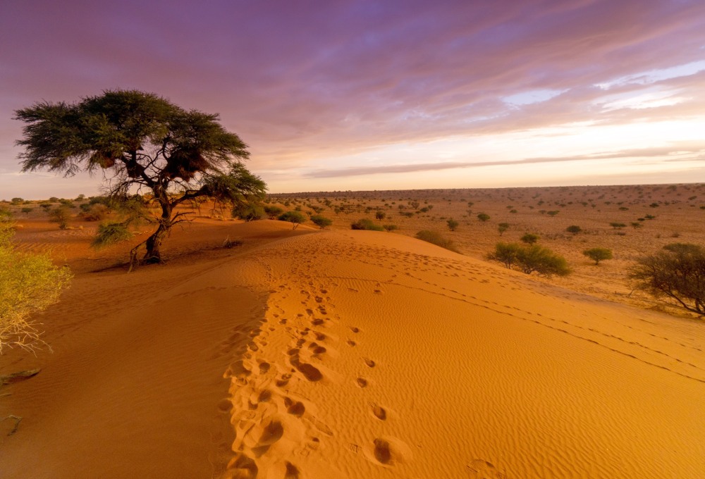 Sonnenuntergangsfahrt in der Kalahari