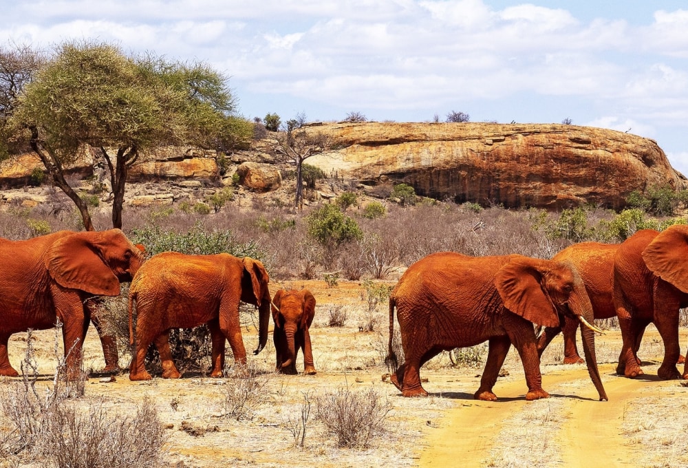 Tsavo West Nationalpark