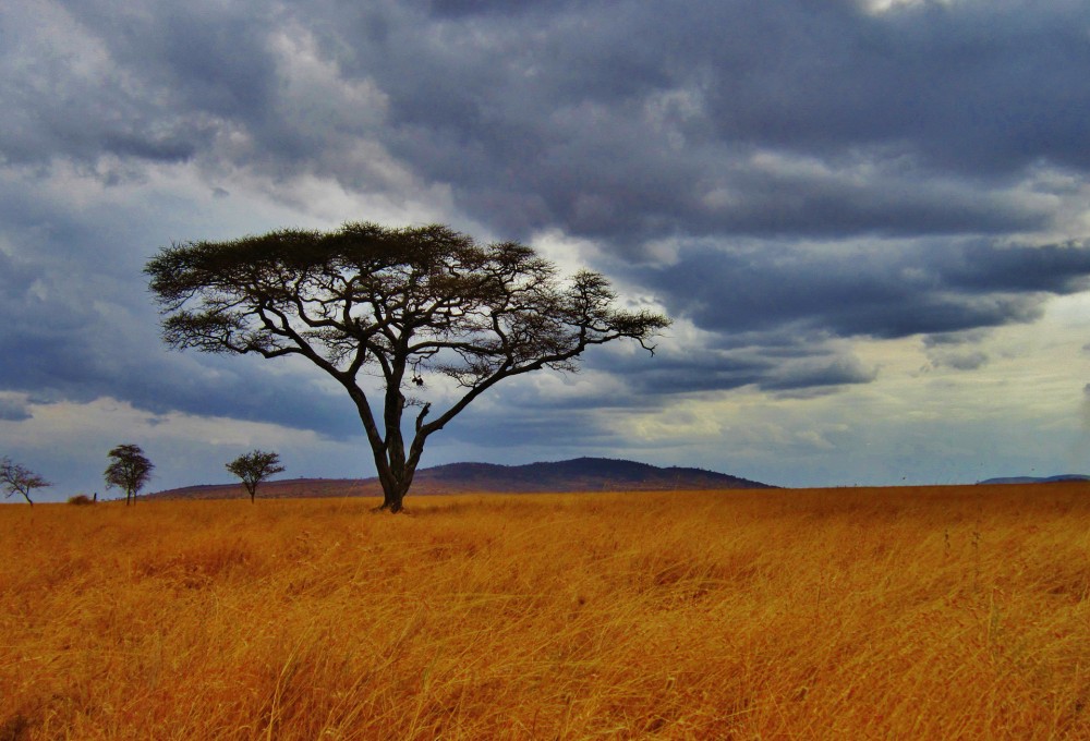 Frühpirsch in der Serengeti