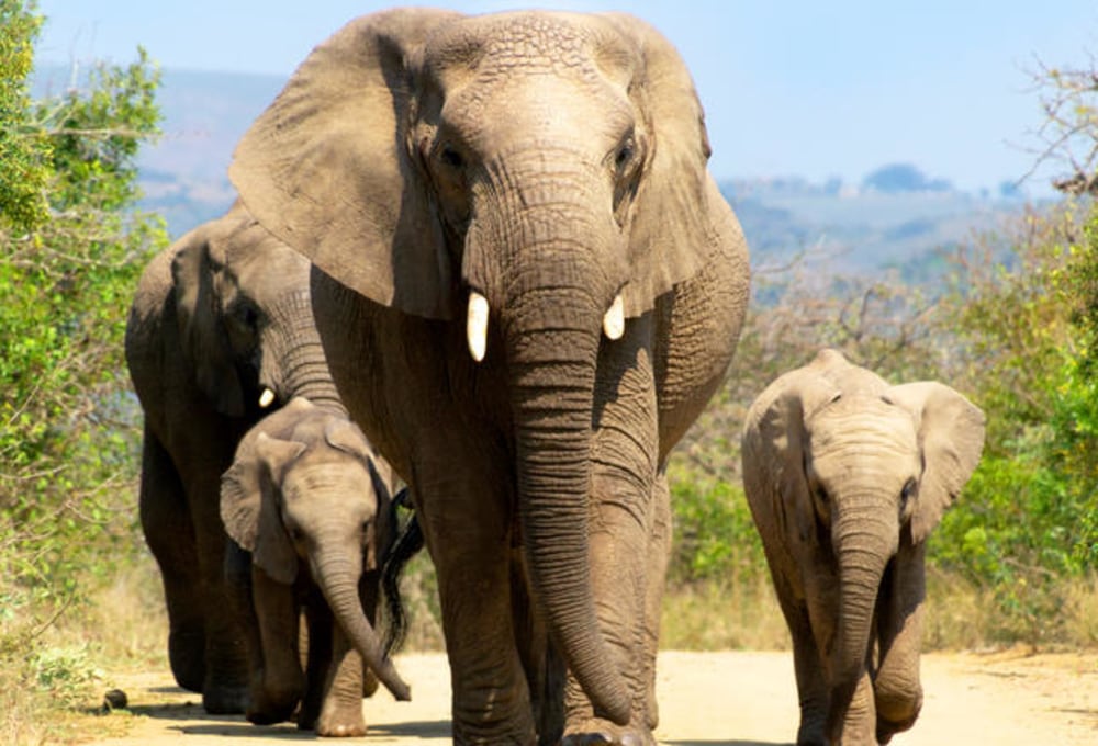 Fahrt zum Hluhluwe-Imfolozi Nationalpark