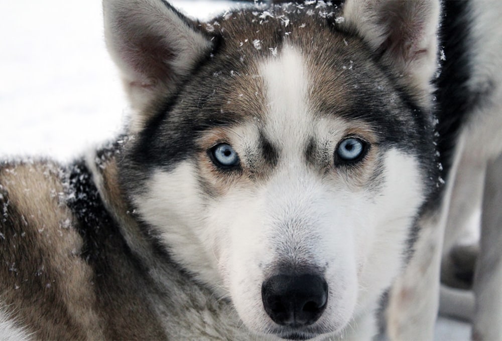 Mit Huskys durch die Winternacht
