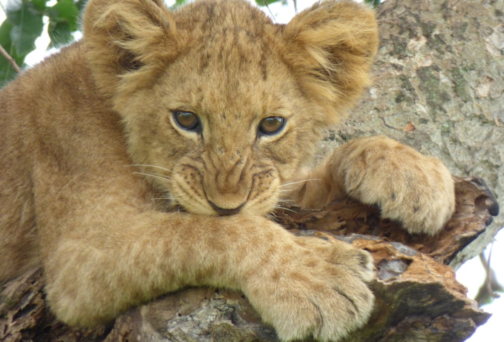 Safari zu den baumkletternden Löwen im Ishasha-Sektor