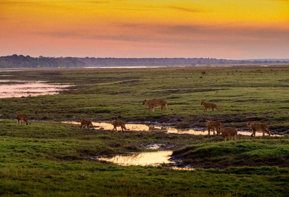 Entlang des Chobe Flusses nach Botswana