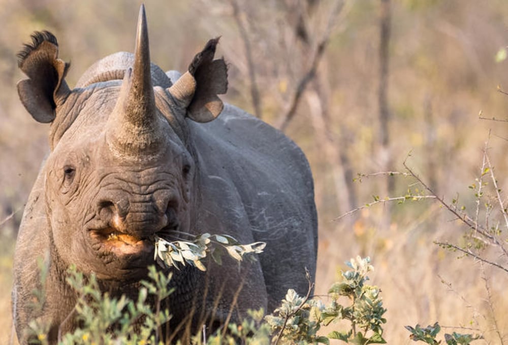 Durchquerung des Etosha-Nationalparks von West nach Ost