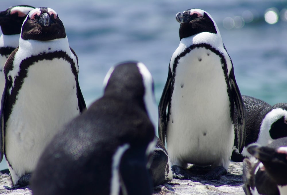 Am Kap der guten Hoffnung