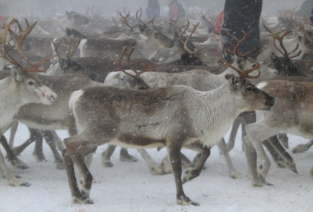 Anna und ihre Rentiere