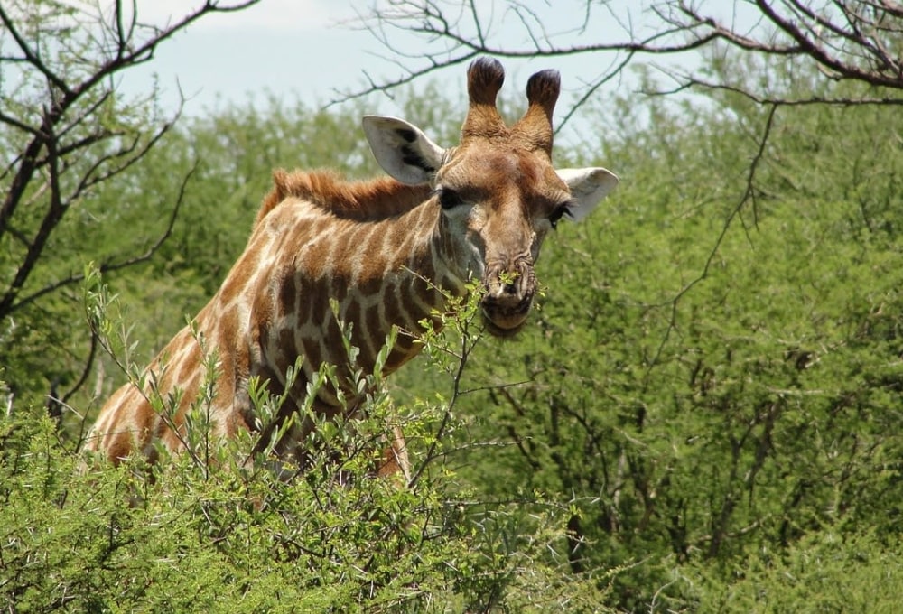 Fußpirsch und Fahrt mit dem eigenen Mietwagen durch den Krüger-Nationalpark