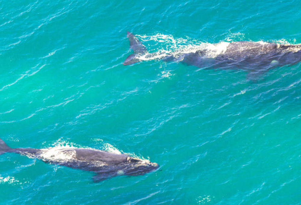 Safari im iSimangaliso Wetland Park & Bootsfahrt auf der St. Lucia Mündung