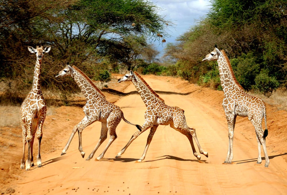 Auf der Fährte der Big Five im Tsavo Ost