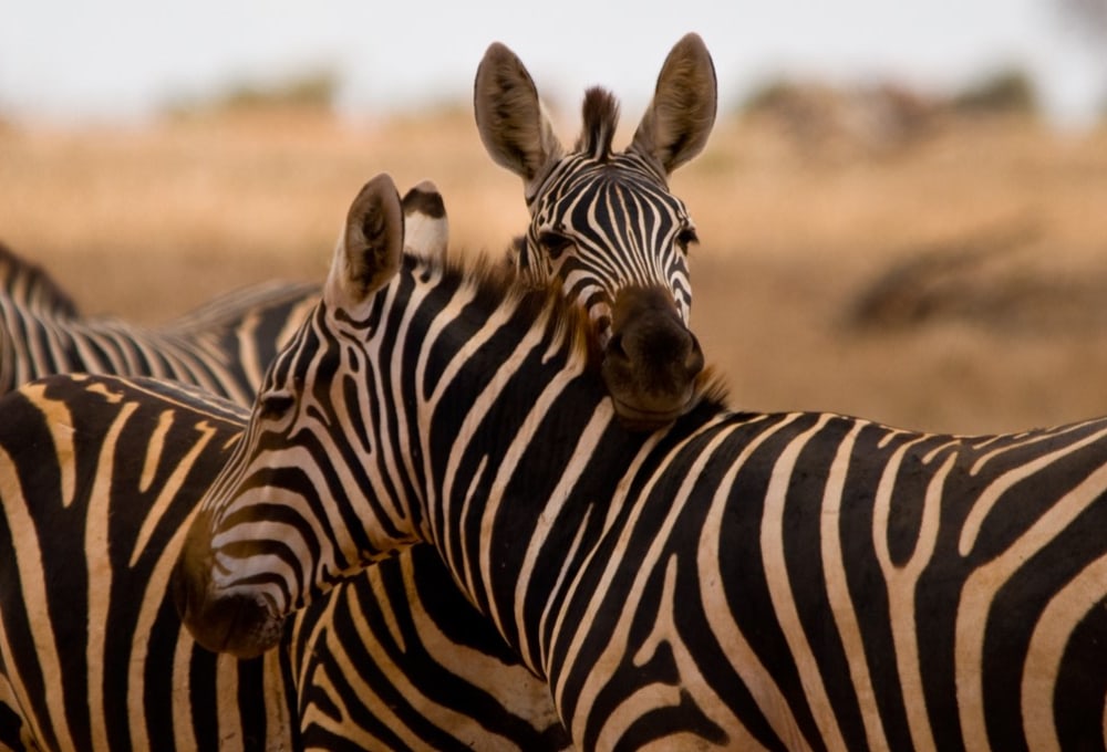 Ganztagespirschfahrt im Amboseli Nationalpark