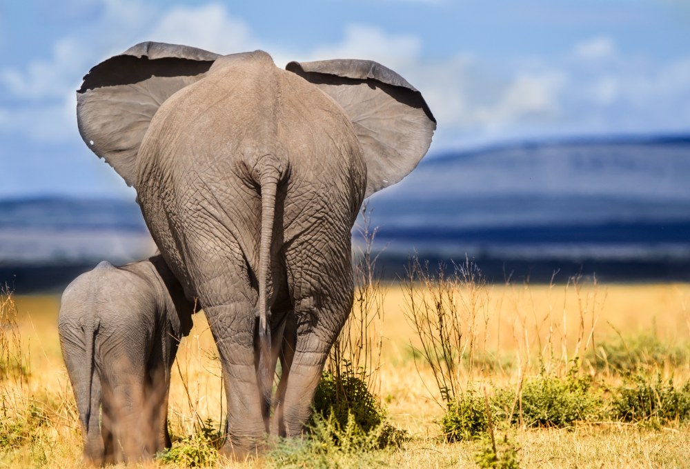 Safari im Tarangire Nationalpark         