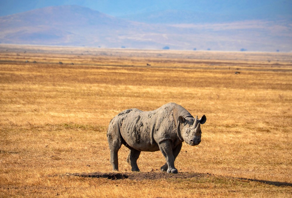 UNESCO-Weltnaturerbe Ngorongoro Krater