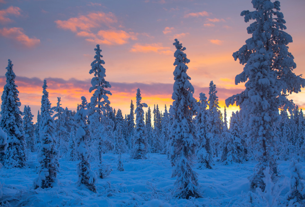 Zurück zum Huskycamp