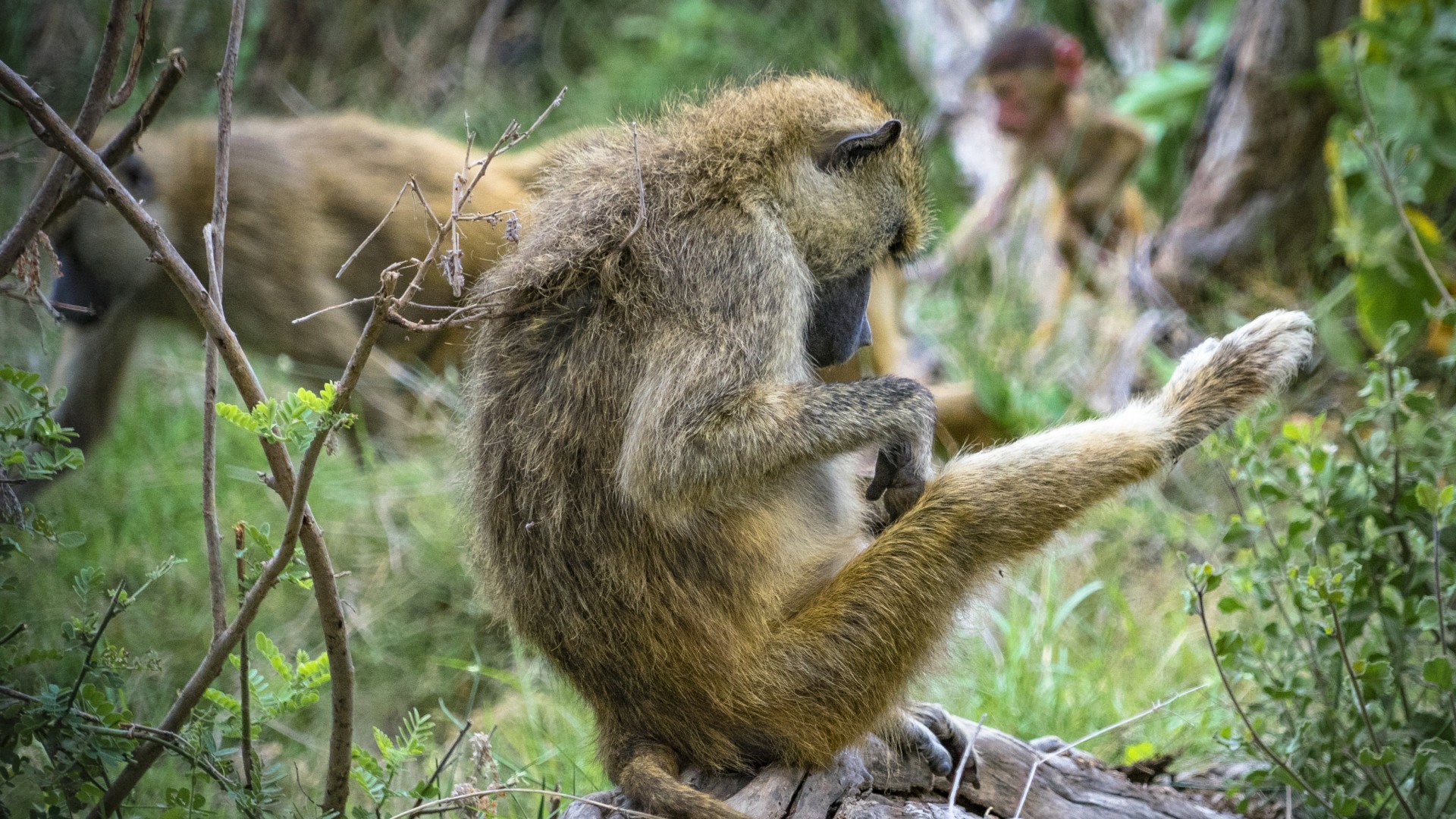 Grüne Meerkatze beim check