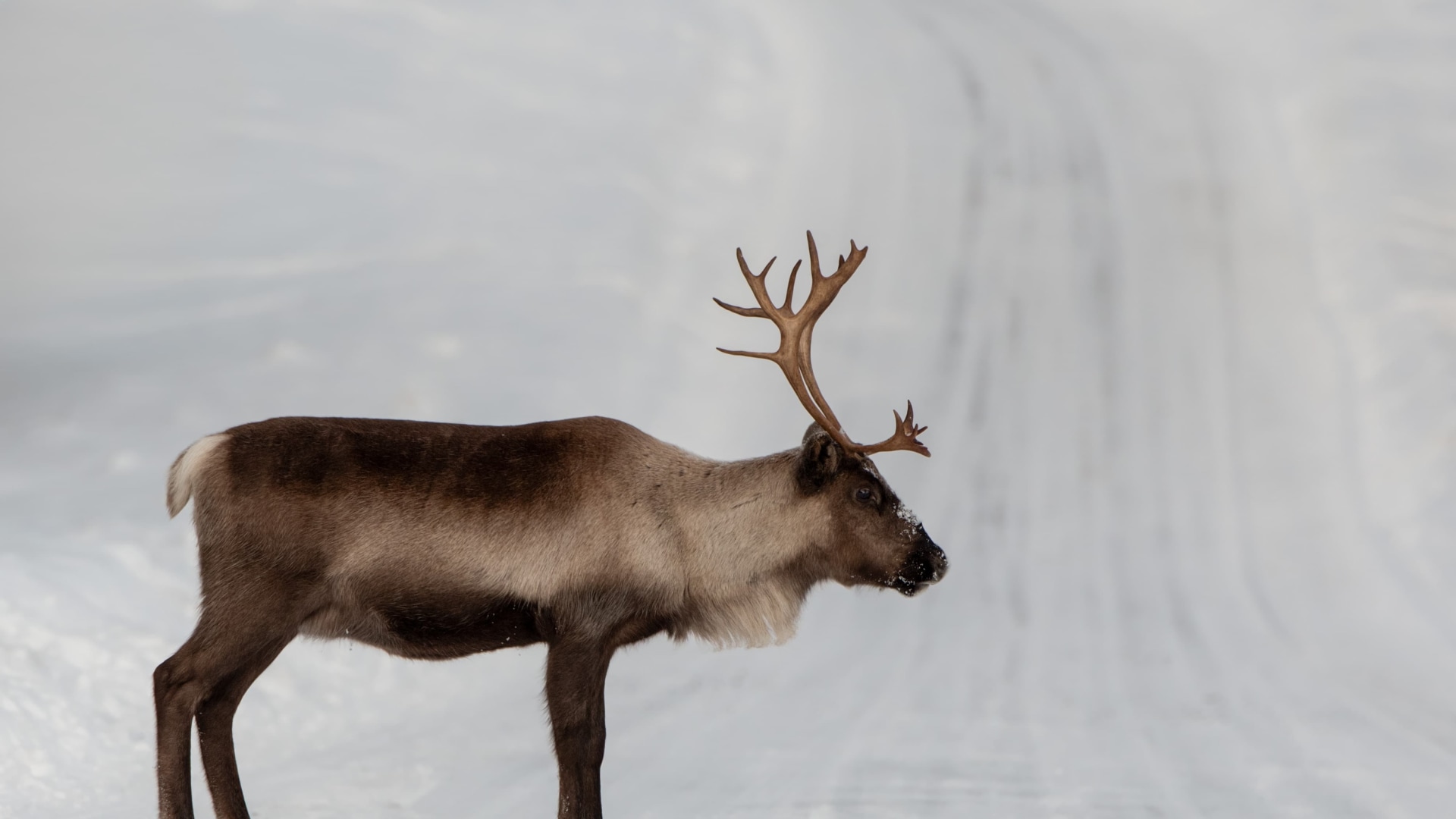 Mit Huskys im roten Schwedenhaus