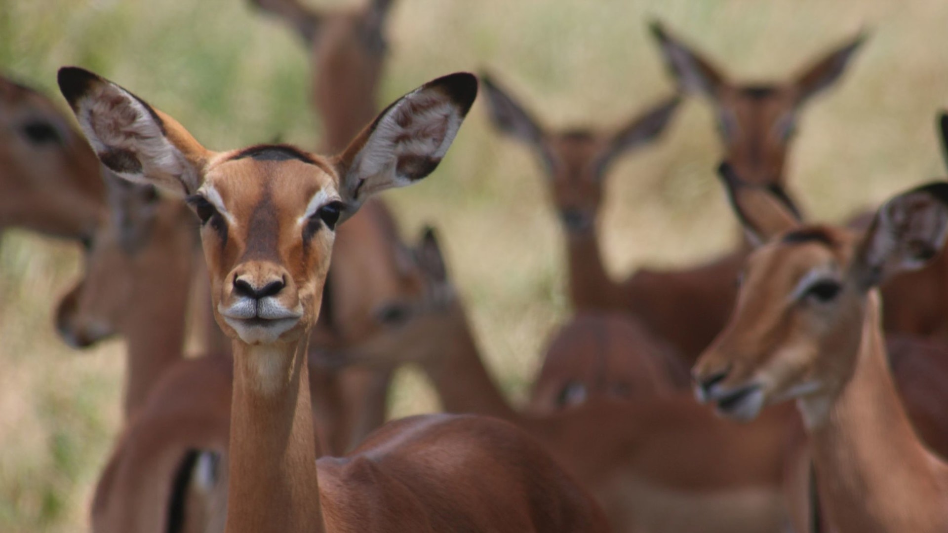 Wildlife in Tansania