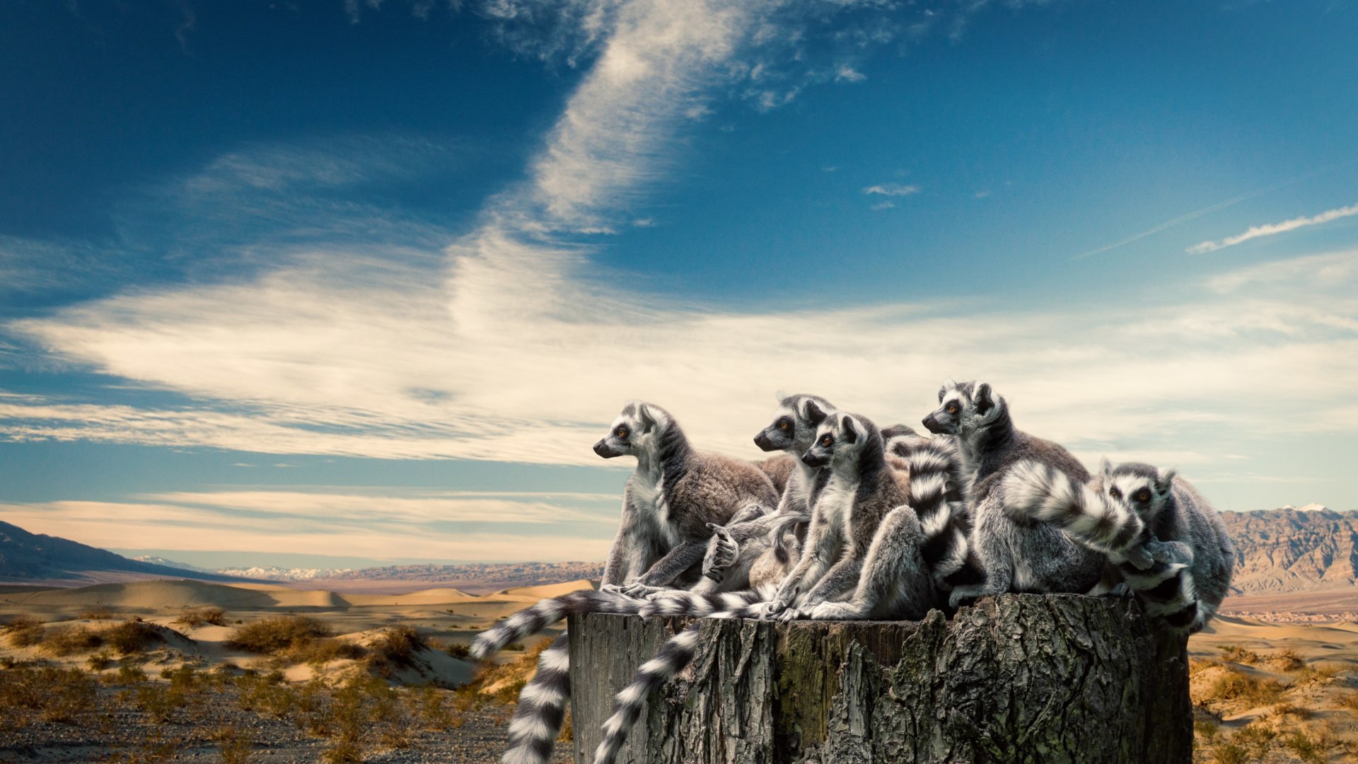 Die Vielfalt von Madagaskar 