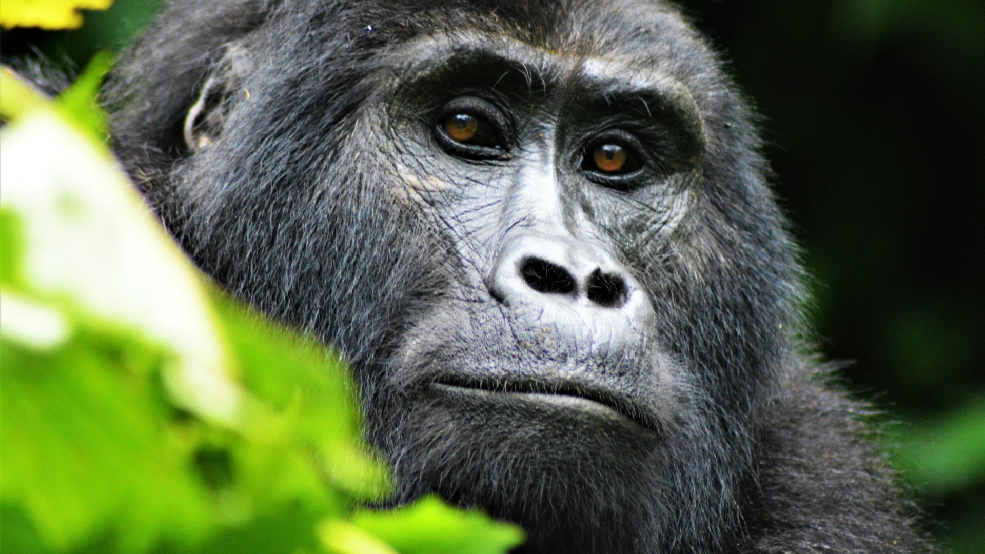 Uganda - 14 Tage in der Kleingruppe zu den Berggorillas 