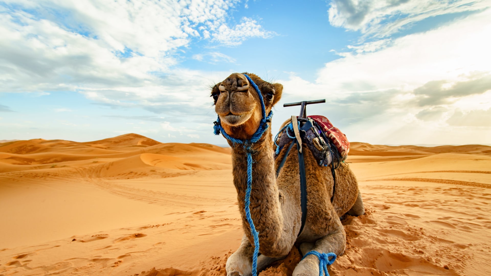 Toubkal, Königstädte & Sahara