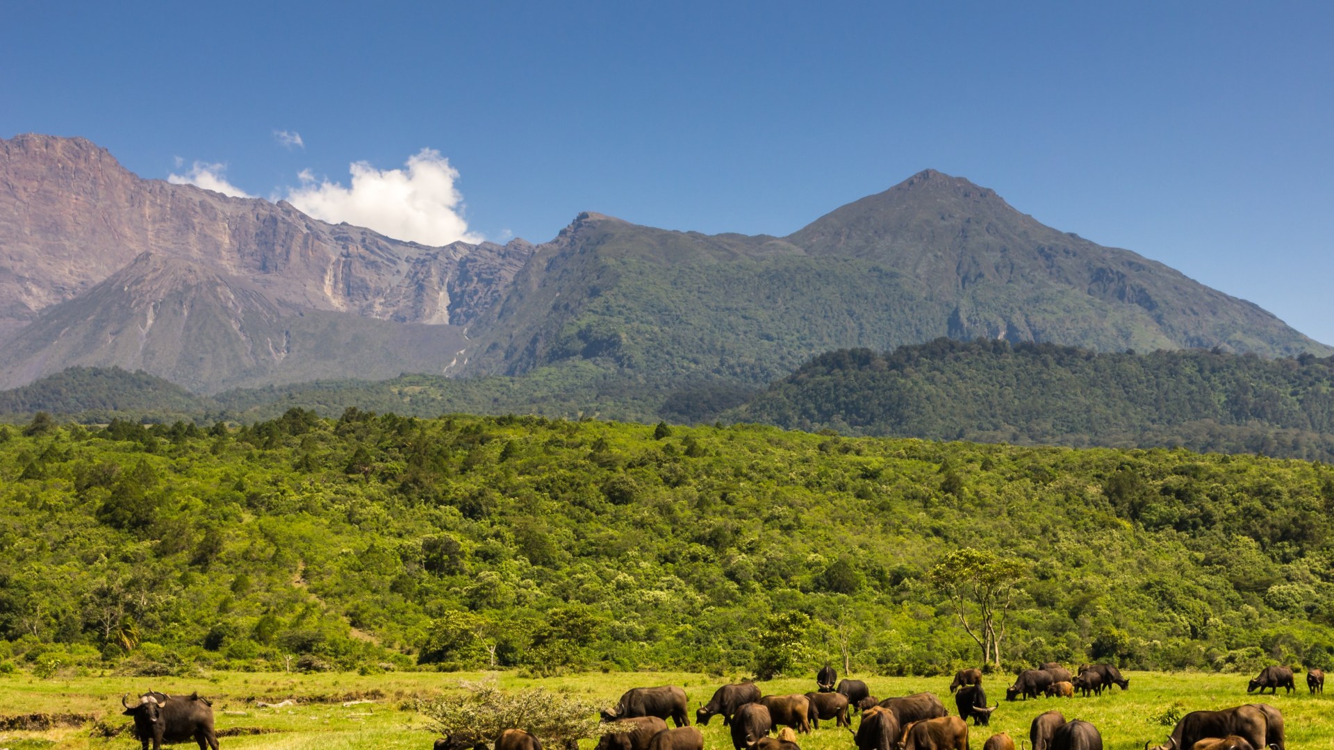 Mount Meru, Kilimanjaro & Safari
