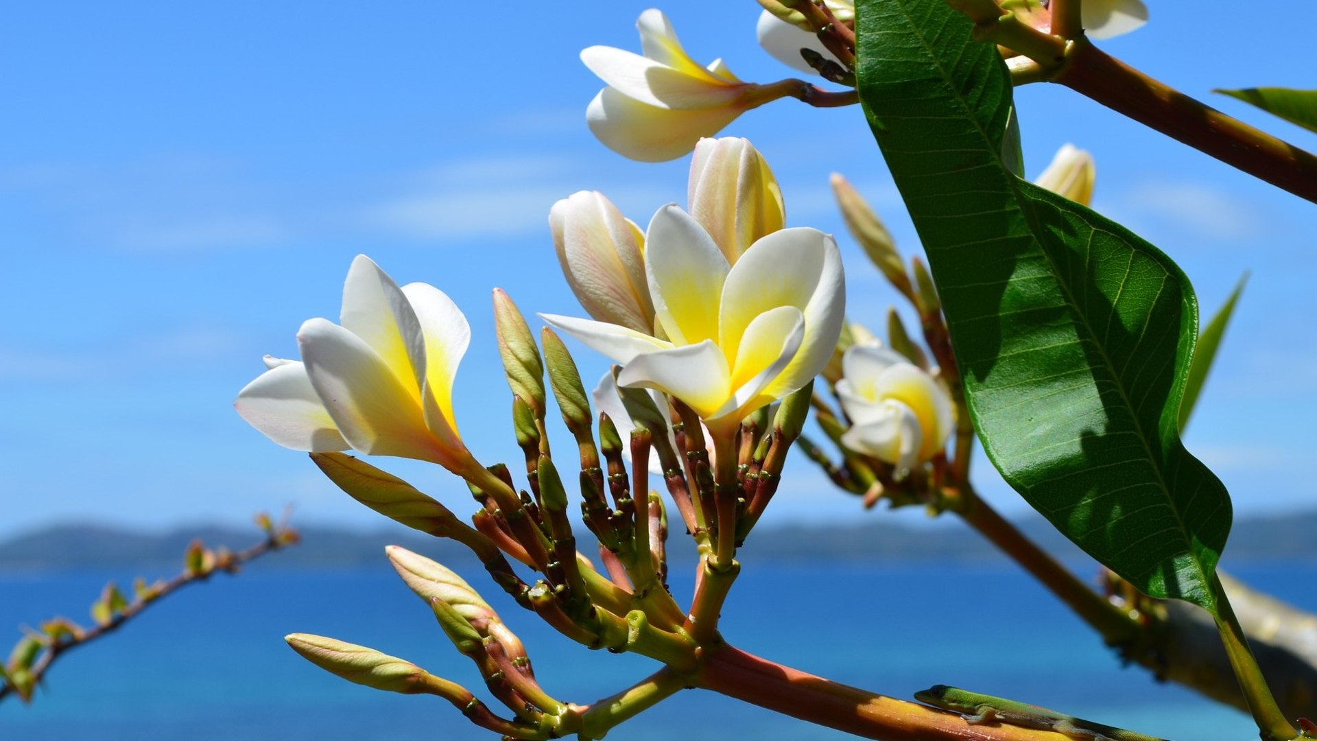 Die Vielfalt von Madagaskar 