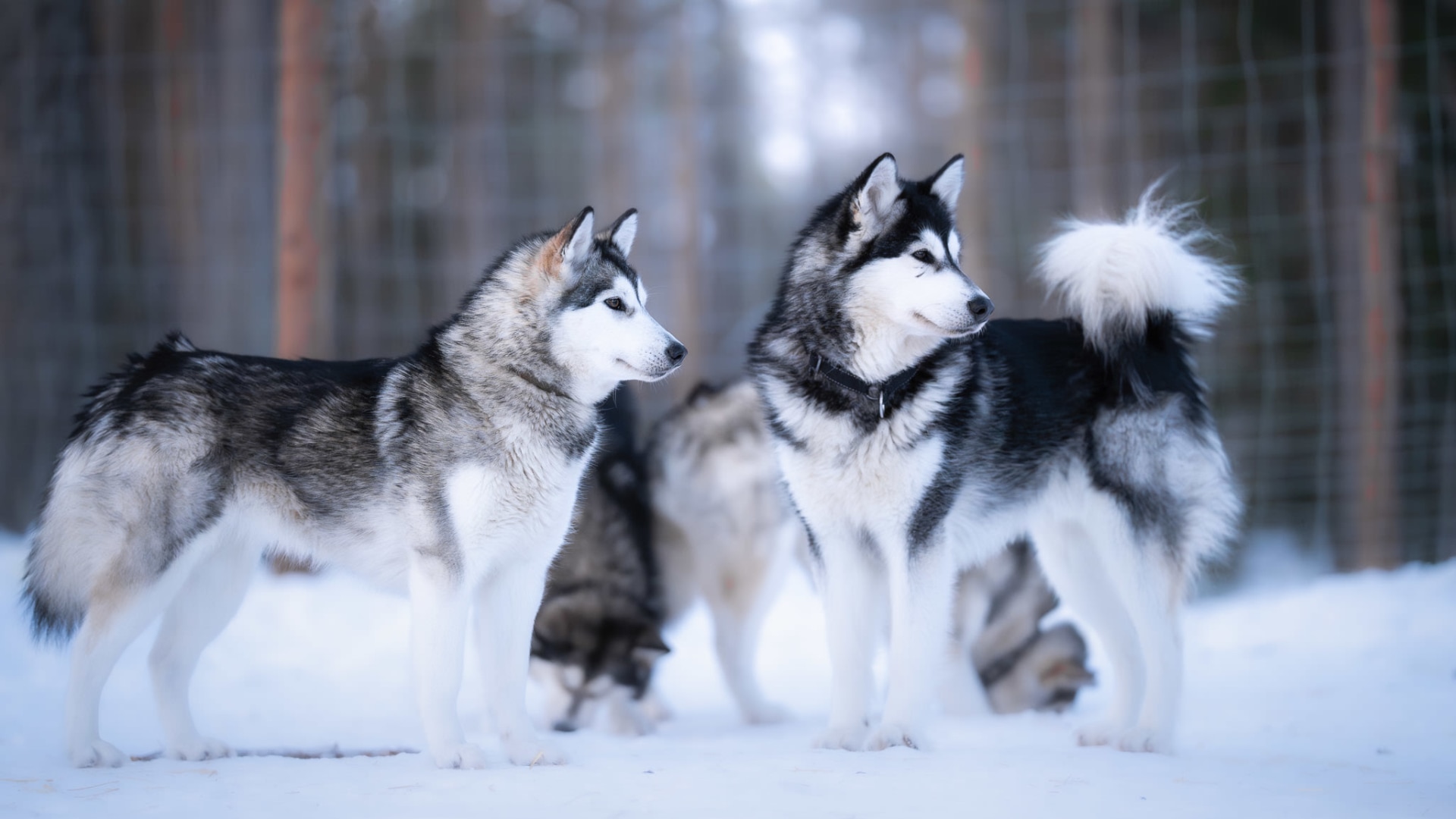 Mit Huskys im roten Schwedenhaus