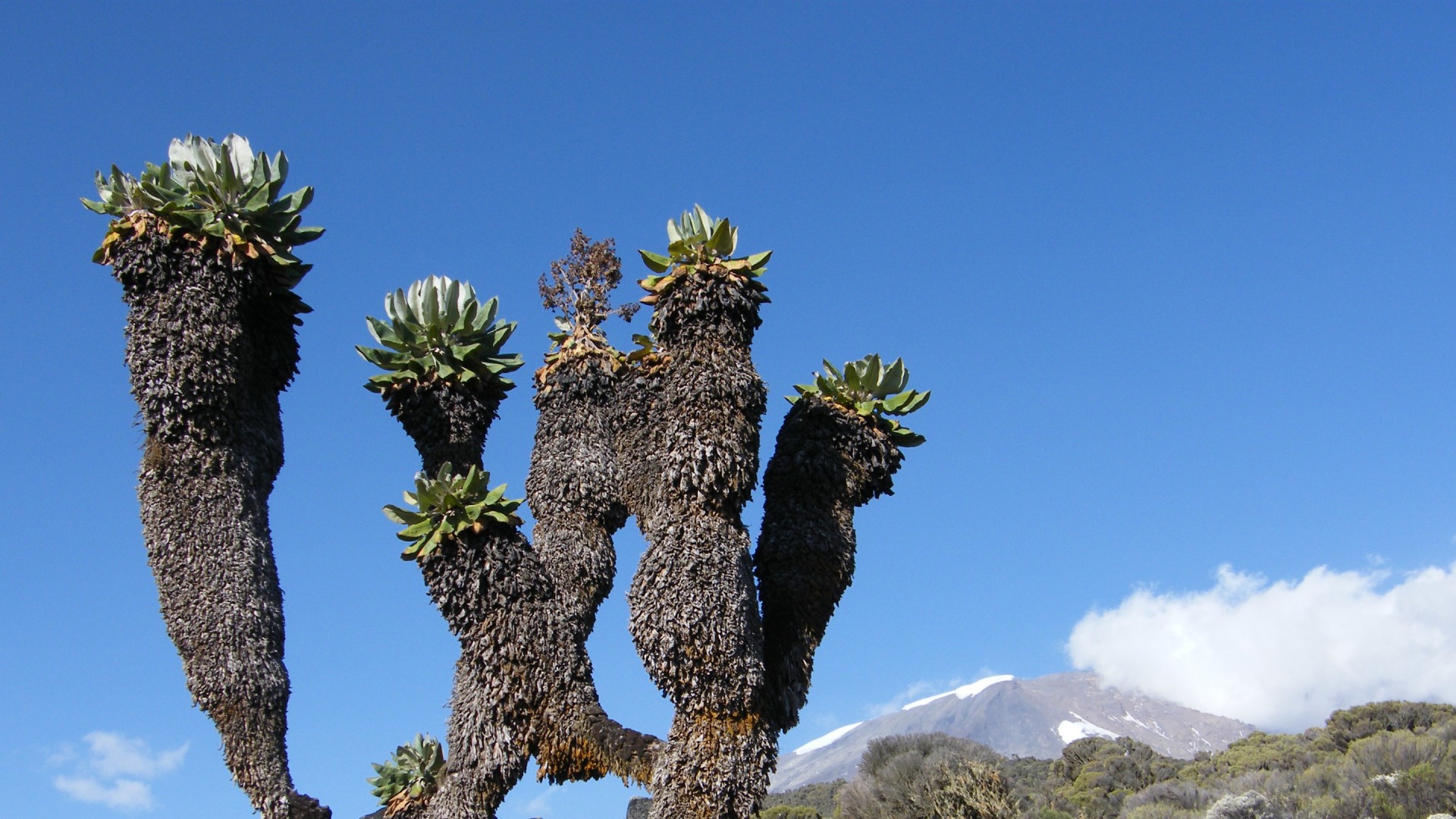 Northern Circuit Runde auf den Kilimanjaro 