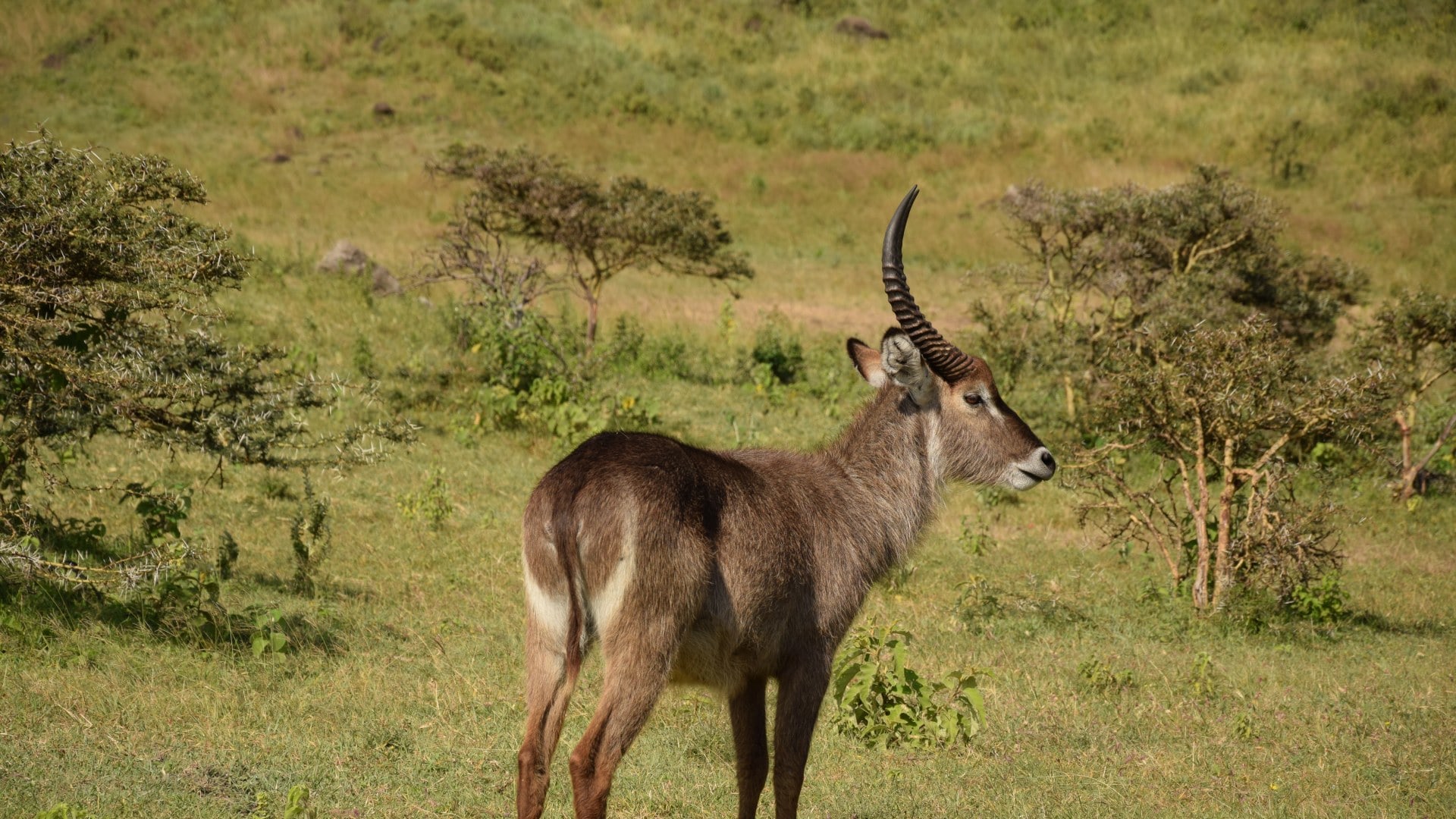 Wasserbock am Lake Manyara