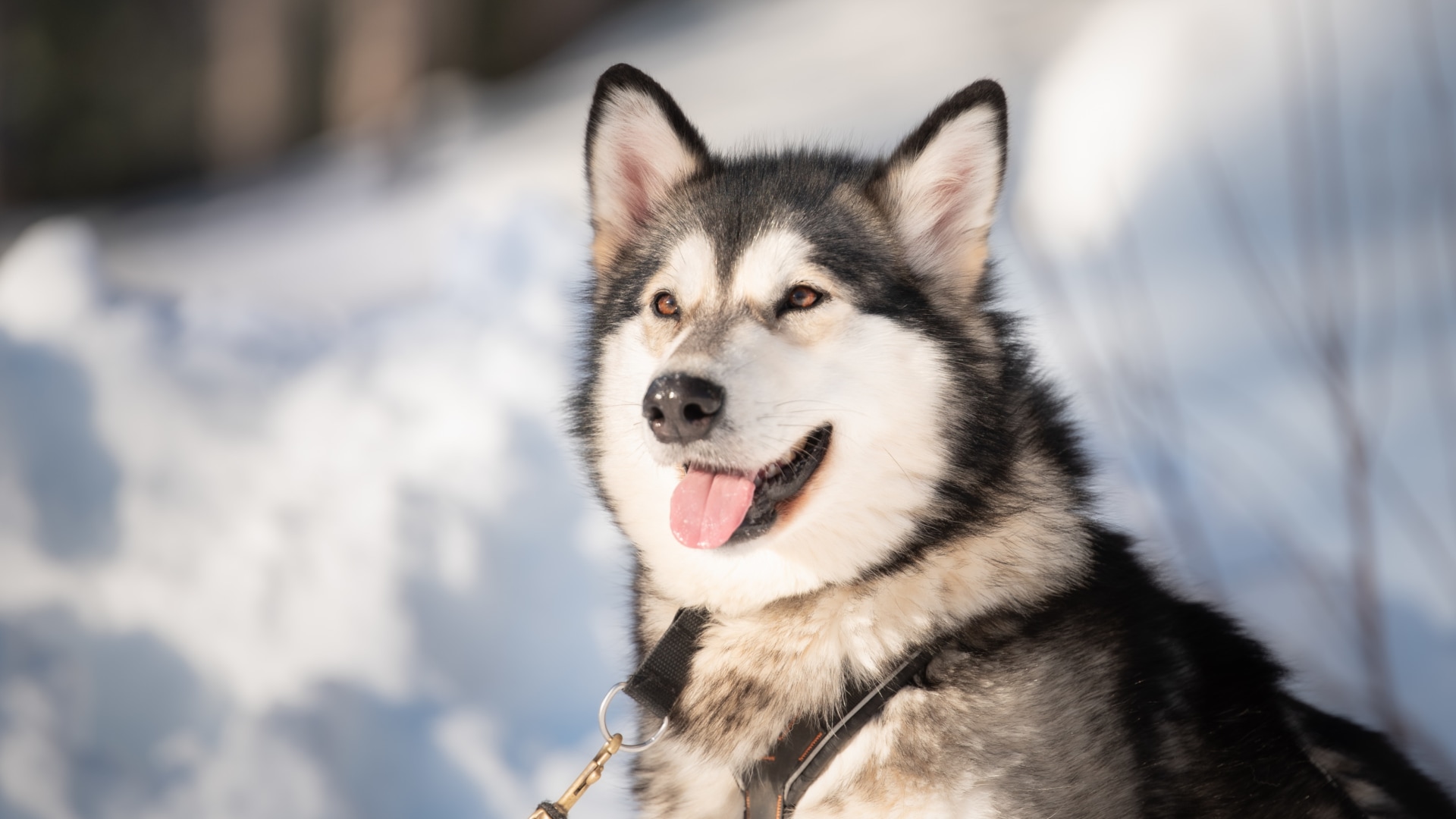 Mit Huskys im roten Schwedenhaus