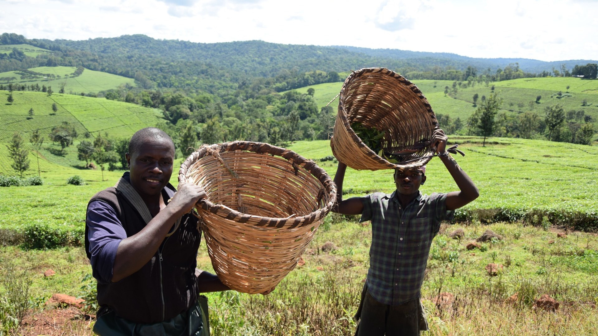 Teeplantage Bwindi Nationalpark Uganda