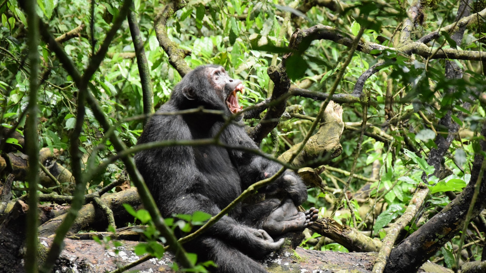 MWR EXKLUSIV Ruwenzori Besteigung - part I - 1.-12. 08. 26