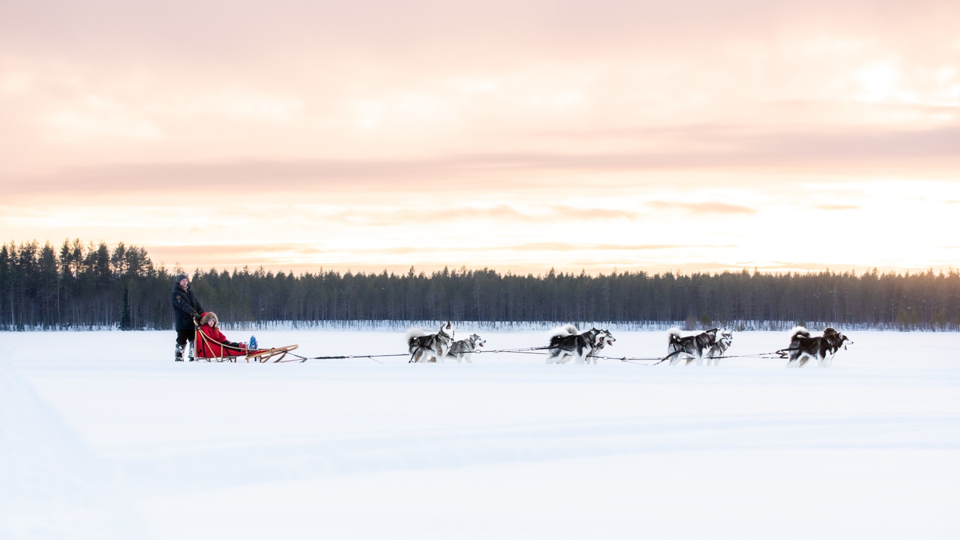 Mit Huskys im roten Schwedenhaus