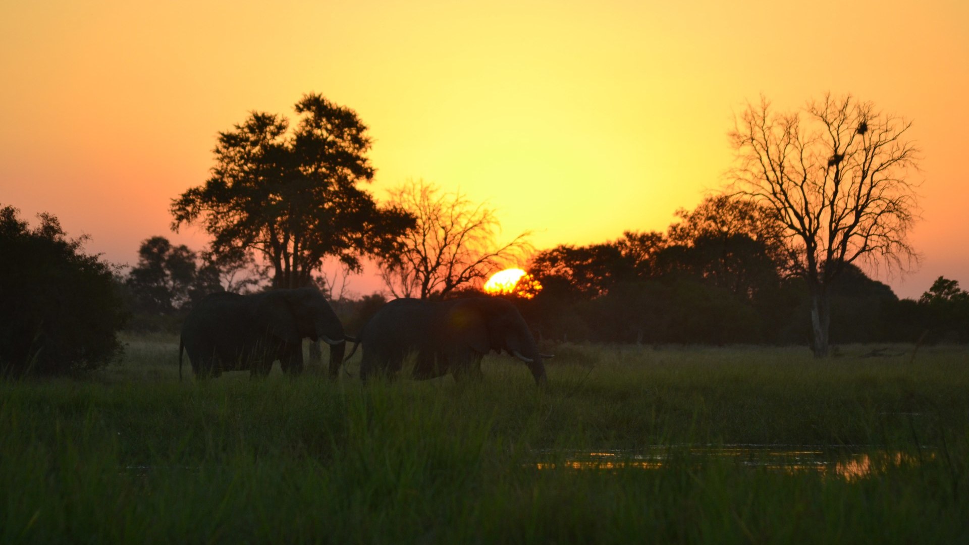 Ein Tag geht zu Ende, die Nacht erwacht Okavango-Delta
