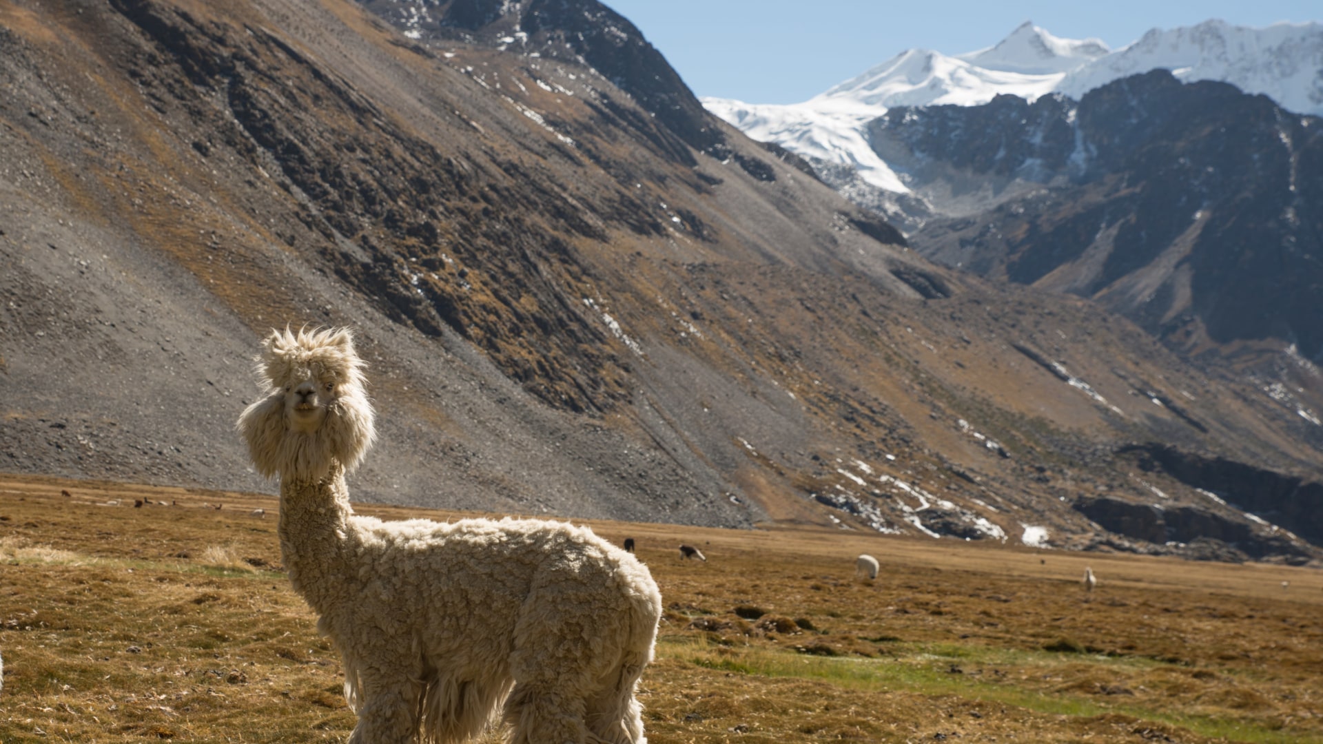 Trekkingabenteuer in den bolivianischen Anden