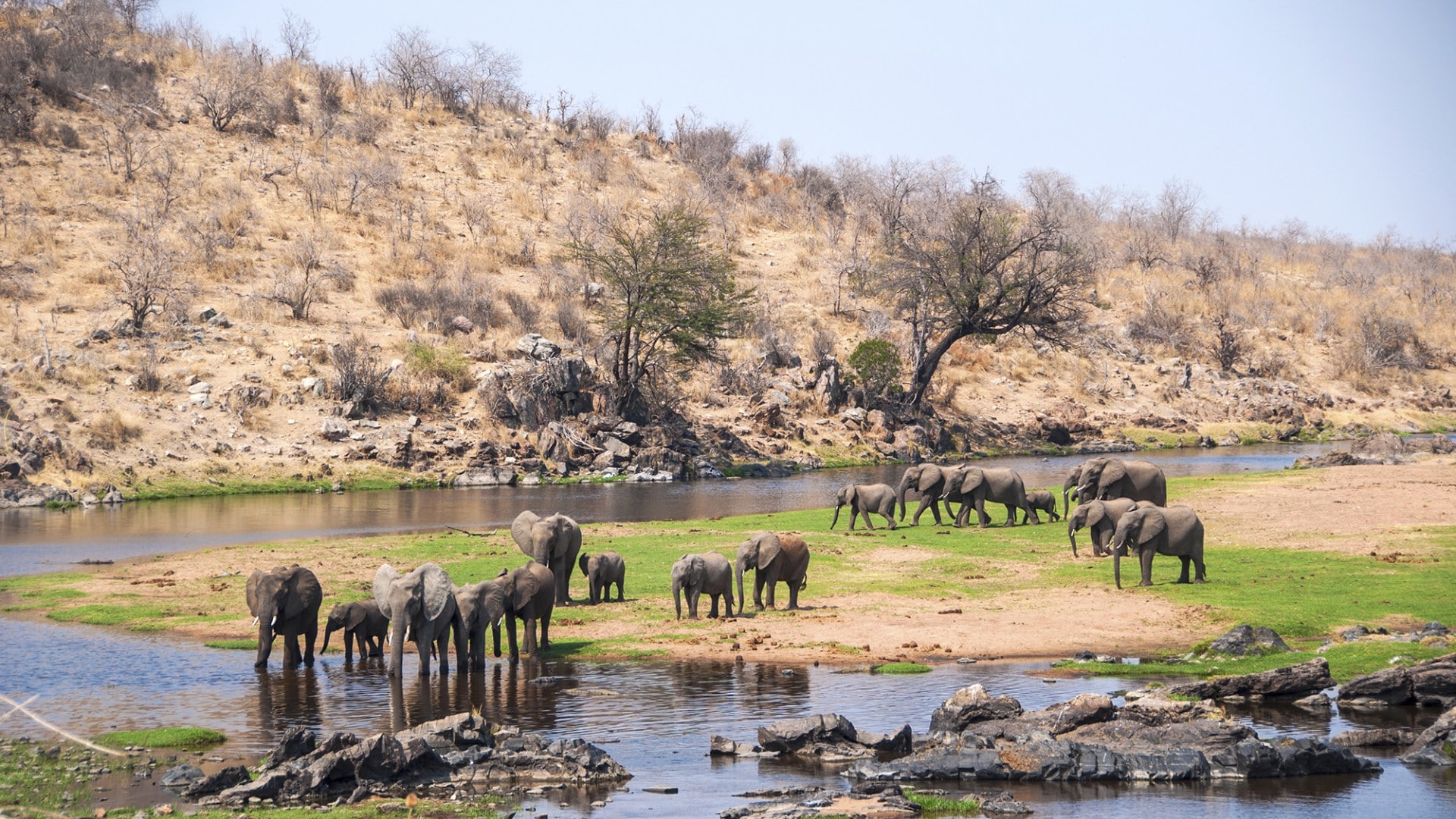 Elefanten am Tarangire  Fluss