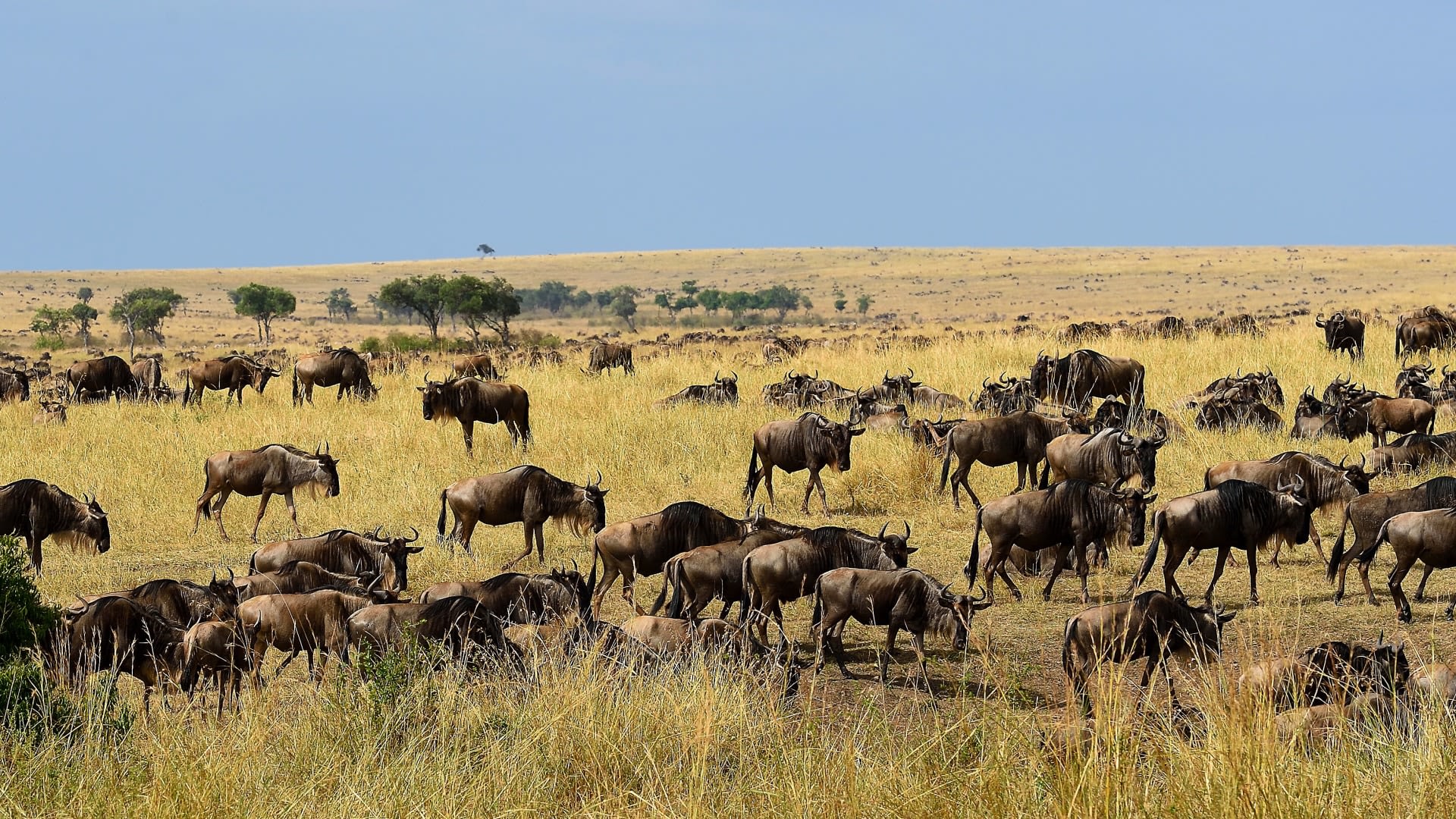 Tierwanderung in Kenia