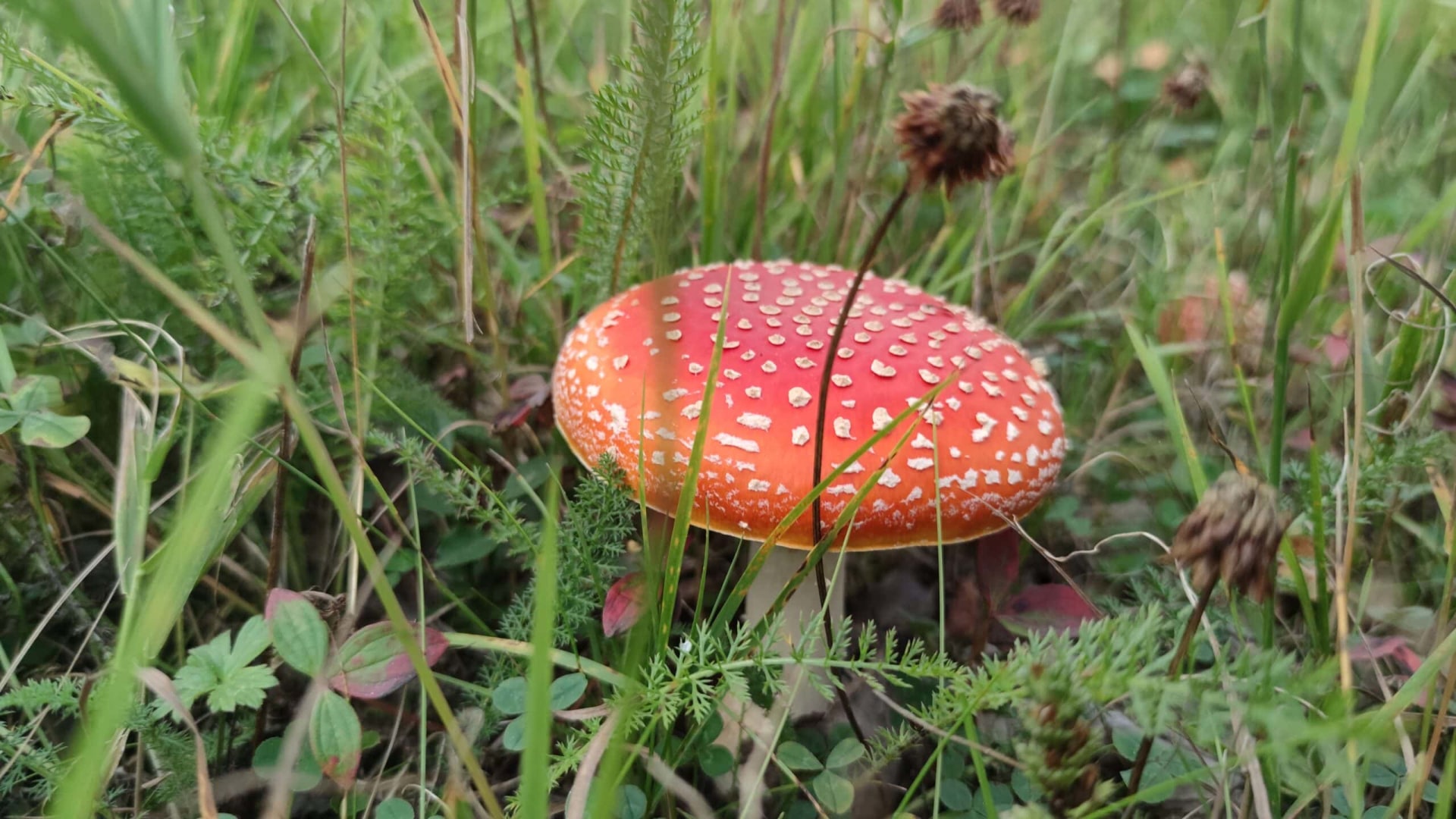 Fliegenpilz