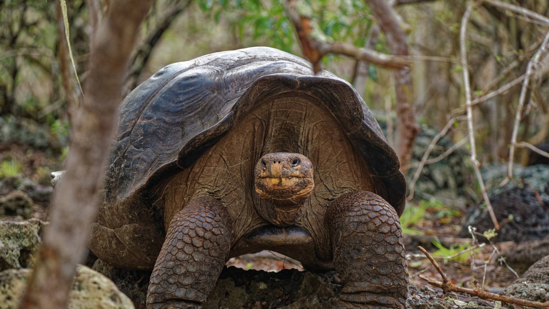 Inselhüpfen auf den Galapagos (lang)