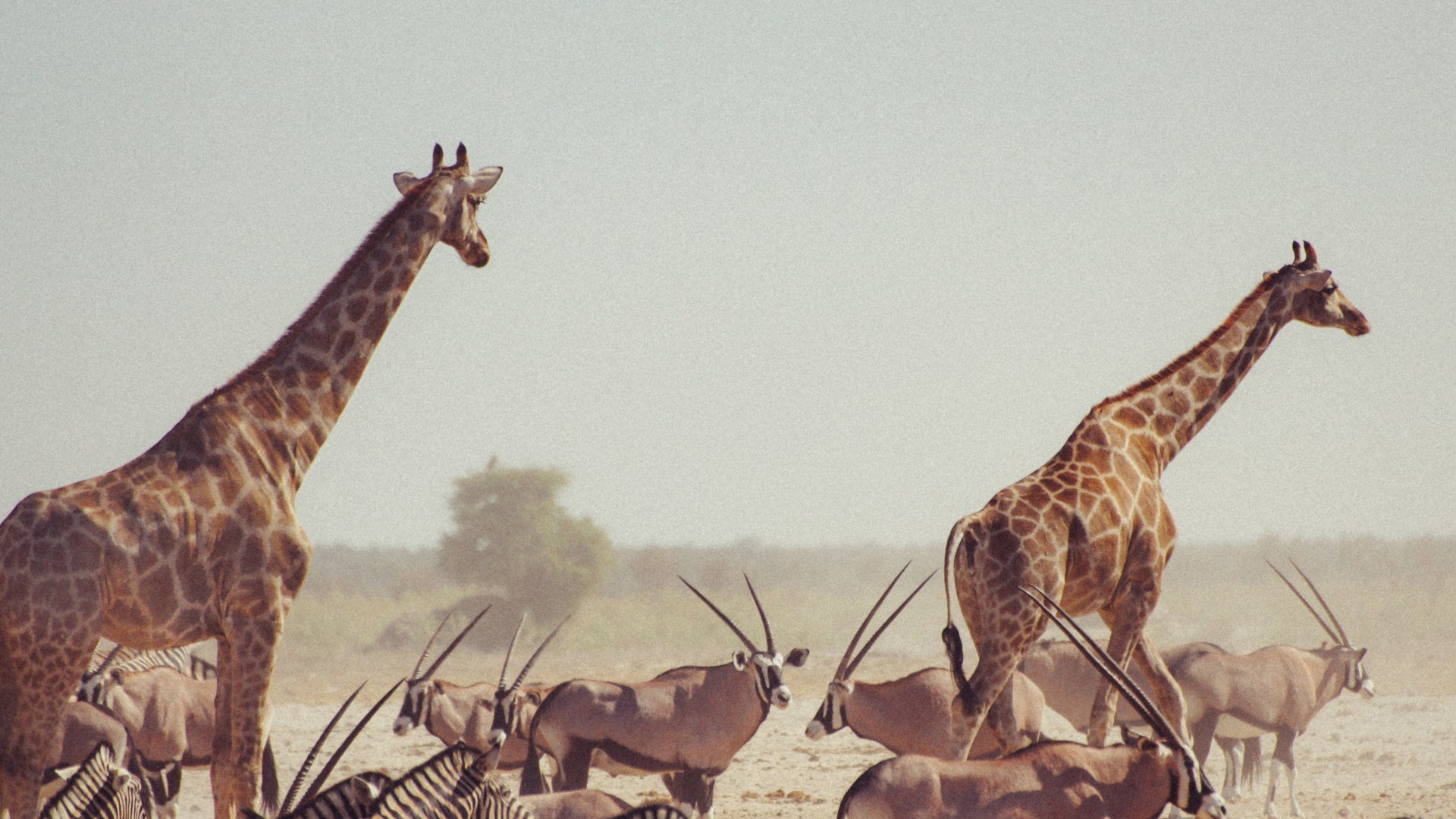 Namibias Naturwunder bis zu den Viktoriafällen