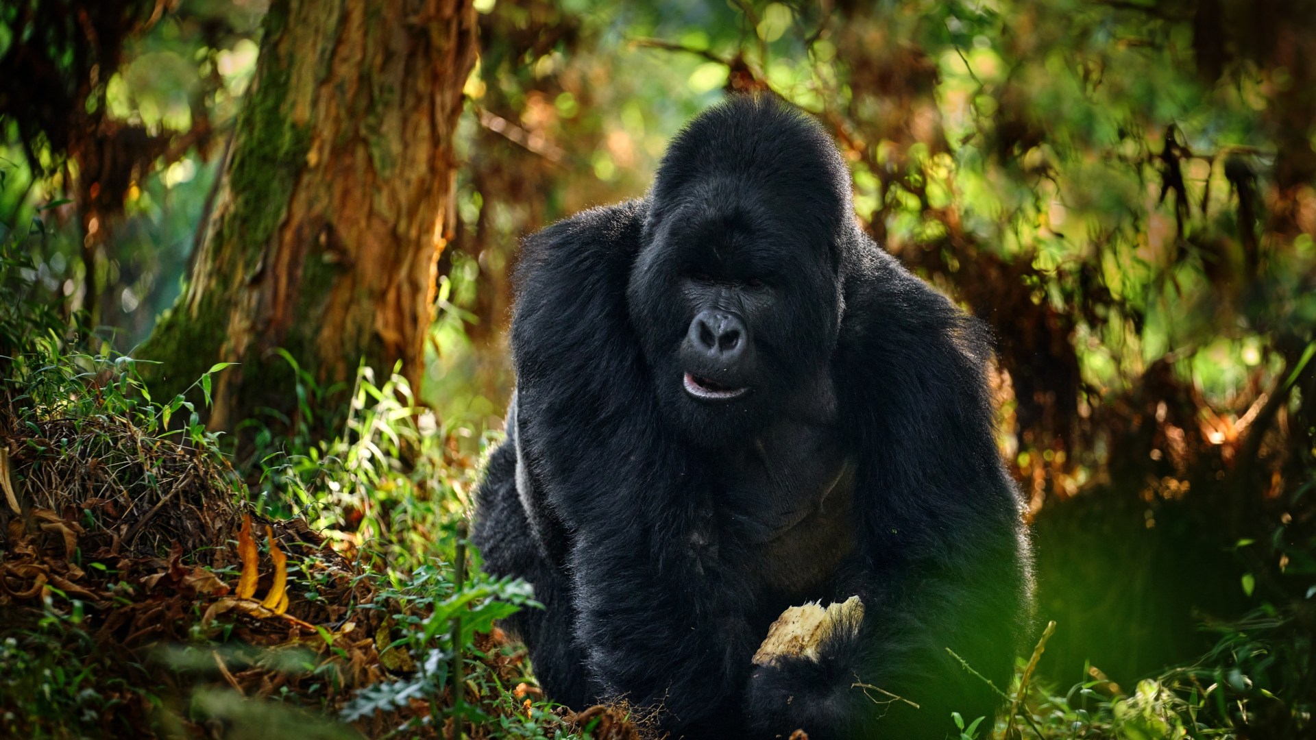 Große Uganda Rundreise in Kleingruppe