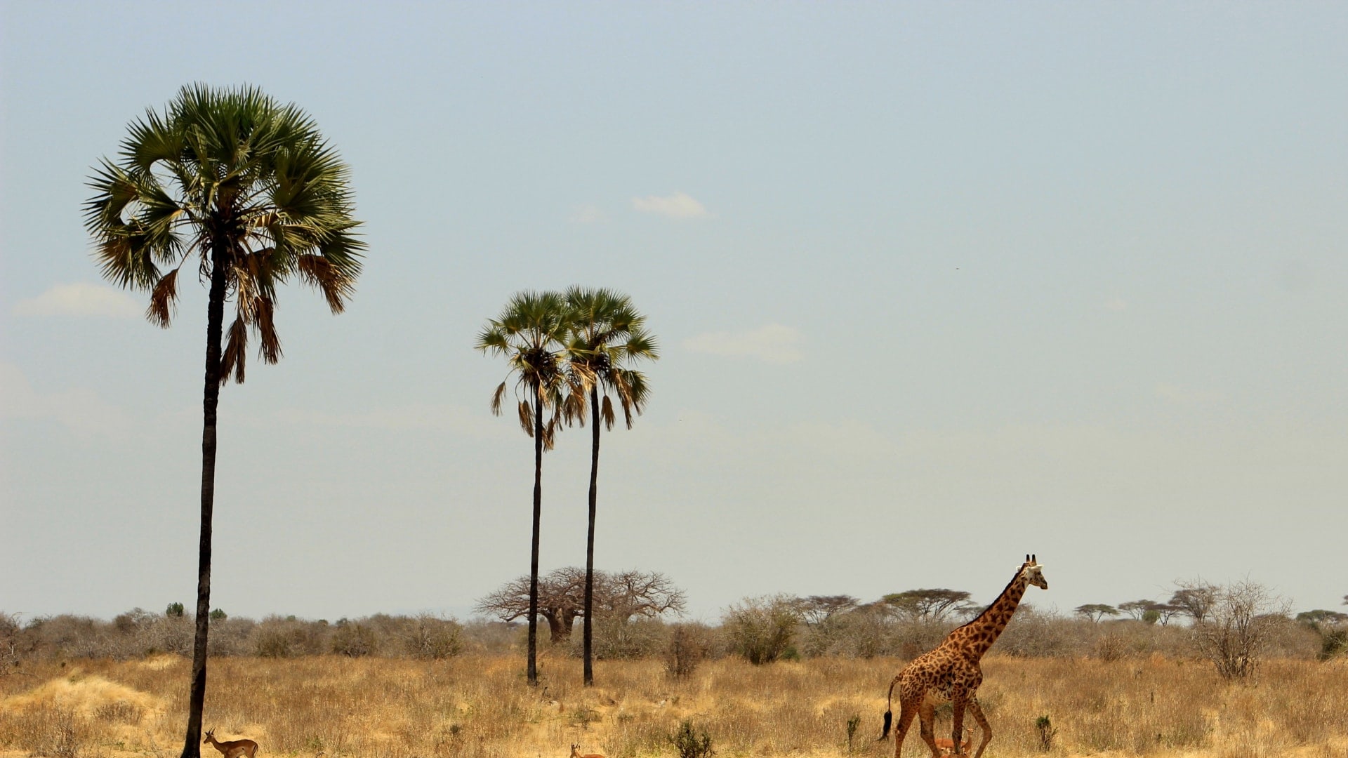Ruaha Nationalpark Tansania