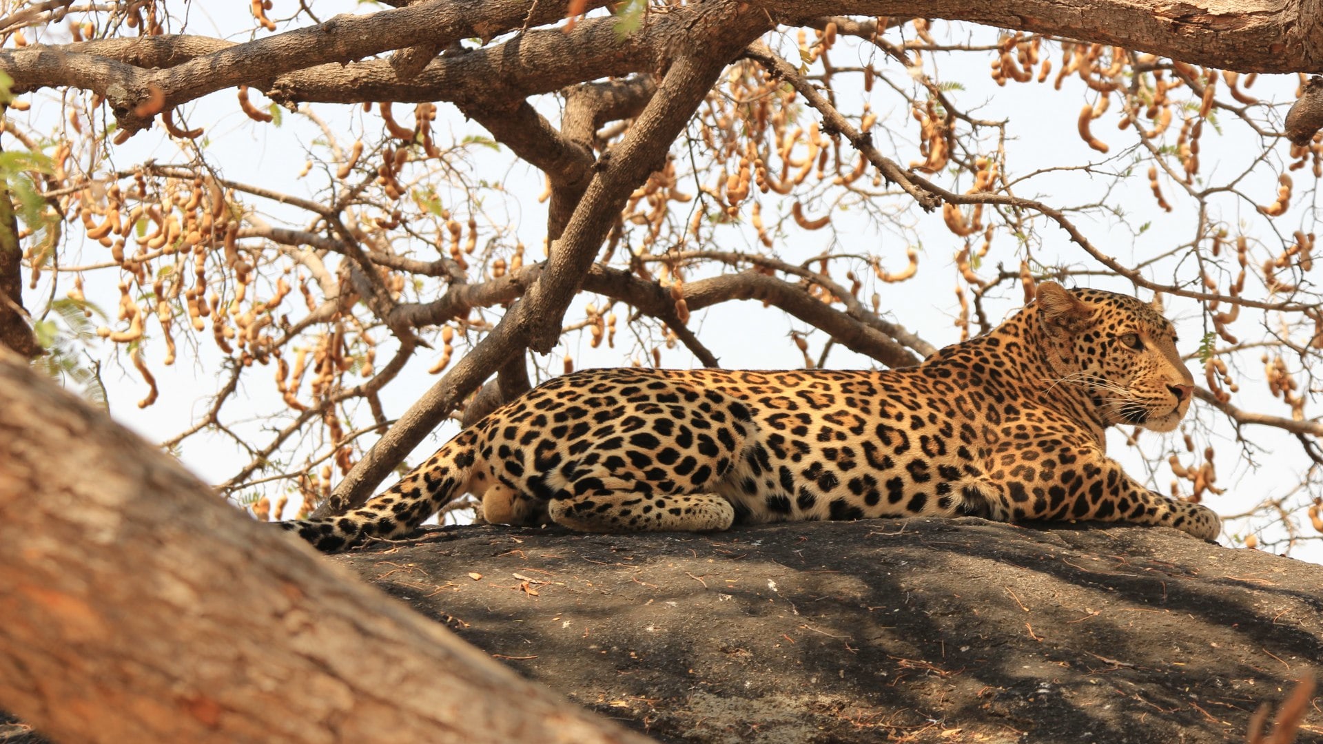 Leopard in Tansania