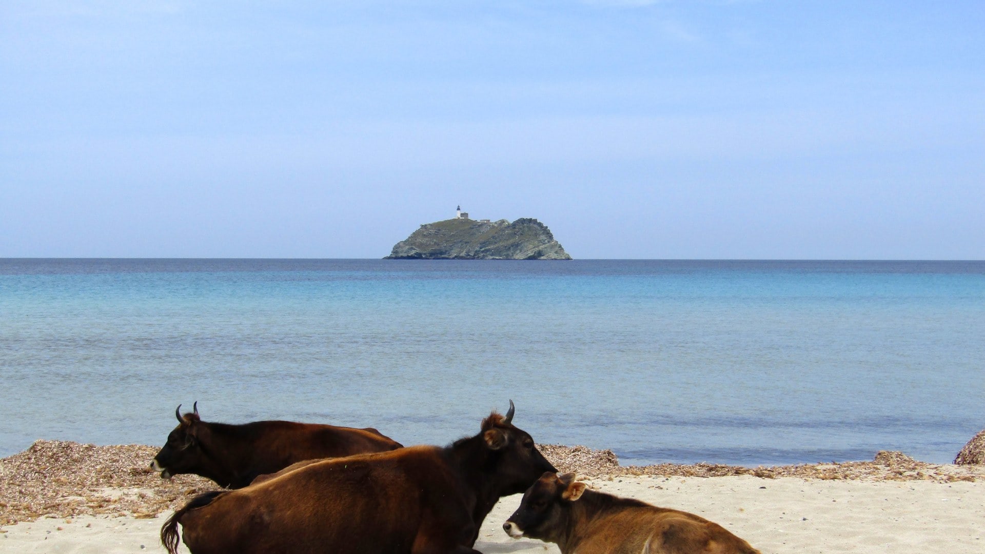 Kühe am Strand, Cap Corse, Korsika