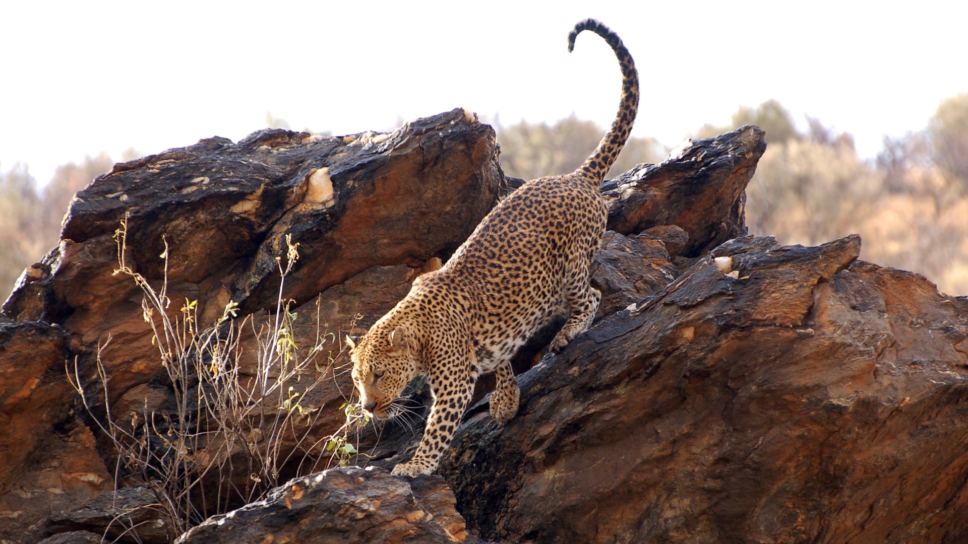 Namibias  & Botswanas Naturwunder und Safaris