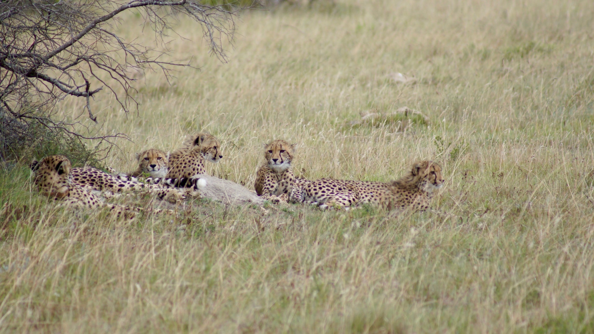 Highlights von Südafrika