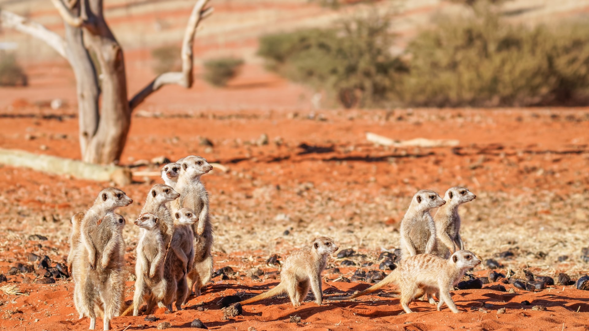 Roadtrip im Süd-Westen Namibias